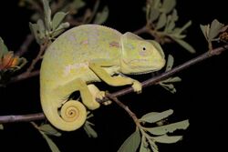 Flap-necked chameleon chamaeleo dilepis.jpg