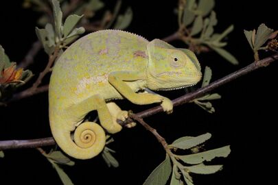 Flap-necked chameleon chamaeleo dilepis.jpg