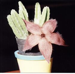 Flordecactus2.jpg
