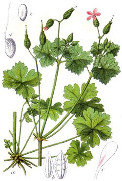 Geranium lucidum Sturm6.jpg