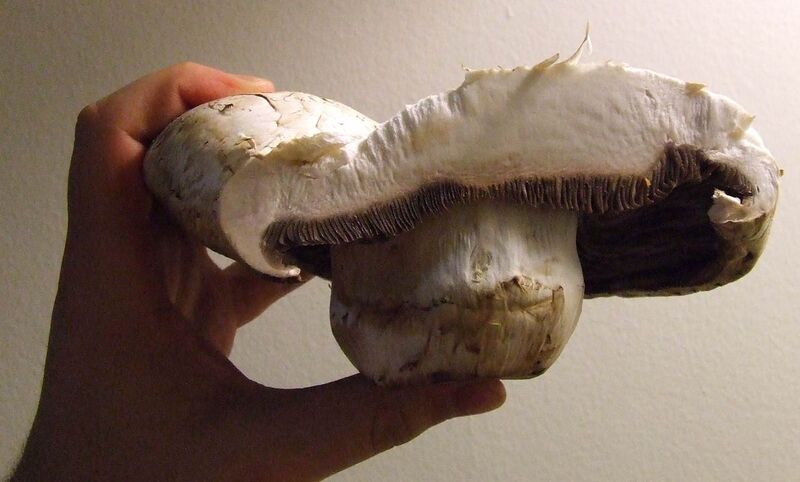 File:Giant mushroom cross-section.jpg