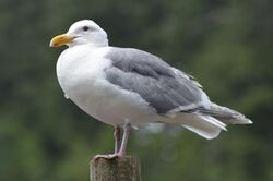 A glaucous gull