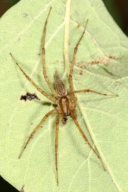 Grass Spider - Agelenopsis potteri?, Mabel Lake Provincial Park, British Columbia.jpg