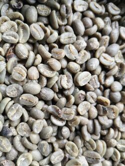 Green arabica coffee beans.jpg