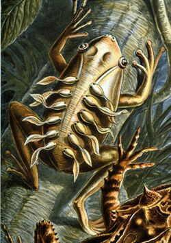 Haeckel Batrachia L lineatus.jpg