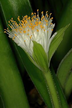 Haemanthus pauculifolius 1DS-II 3-4539.jpg