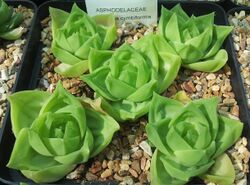 Haworthia cymbiformis - SBG 8.jpg