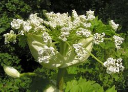 Heracleum sosnowskyi20090702 100.jpg