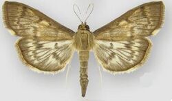 Herpetogramma aeglealis male.JPG