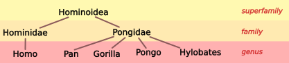 File:Hominoid taxonomy 1.svg