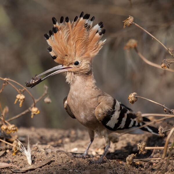 File:Hoopoe with insect.jpg