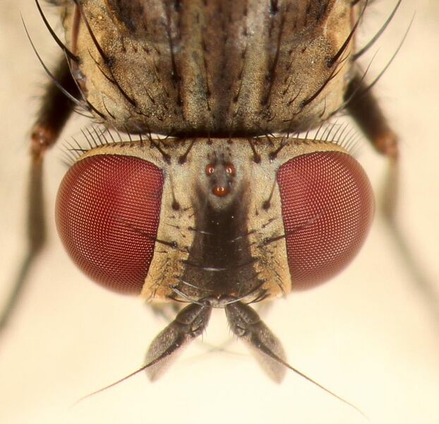 File:House Fly Eye Closeup (cropped).jpg