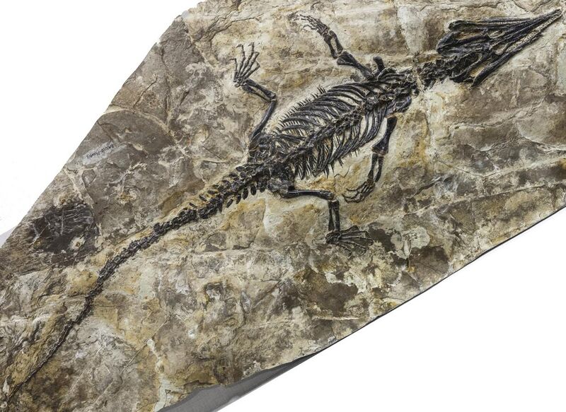 File:Ikechosaurus sp. NMNS (cropped).jpg