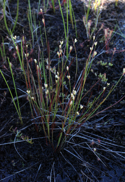 Juncus stygius inat3.png