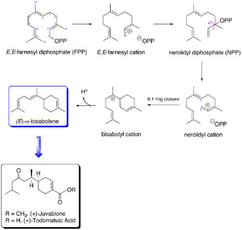 Juvabione biosynthetic pathway.png