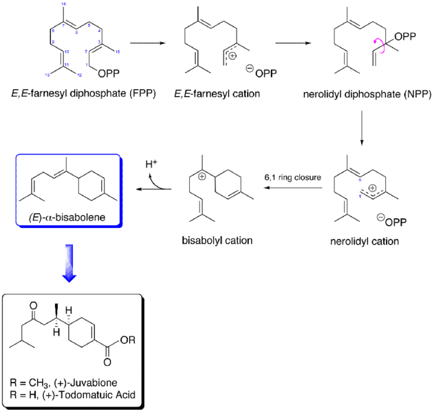 File:Juvabione biosynthetic pathway.png