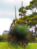 Kangaroo Island grass tree 02.JPG