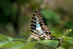 Large striped swordtail butterfly (Graphium antheus).jpg