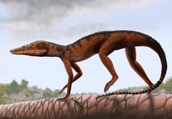 Litargosuchus leptorhynchus.jpg