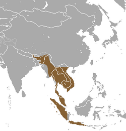 Long-tongued Fruit Bat area.png