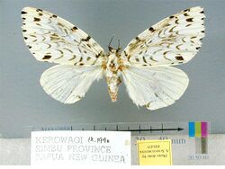 Lymantria ninayi female.jpg