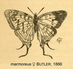 MarmoreusButler1866OD.jpg
