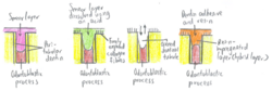 Mechanism of bonding- dentin.png