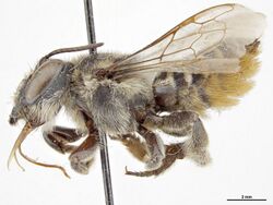 Megachile ignescens f.jpg