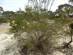 Melaleuca quadrifaria (habit).JPG