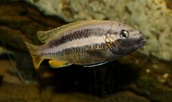 Melanochromis auratus 1.jpg