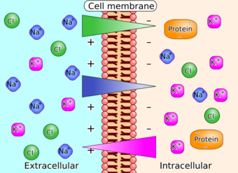 Membrane potential ions en.svg