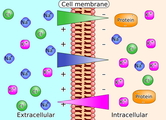 File:Membrane potential ions en.svg