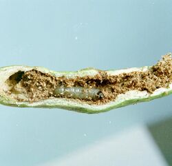Monoptilota pergratialis larva1.jpg