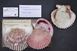Naturalis Biodiversity Center - RMNH.MOL.322207 - Argopecten purpuratus (Lamarck, 1819) - Pectinidae - Mollusc shell.jpeg