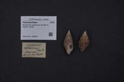 Naturalis Biodiversity Center - ZMA.MOLL.356002 - Peristernia zealandica (Küster & Kobelt, 1876) - Fasciolariidae - Mollusc shell.jpeg