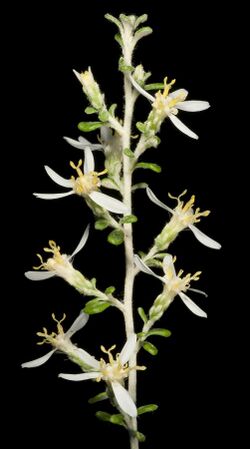 Olearia exiguifolia (7225532530).jpg