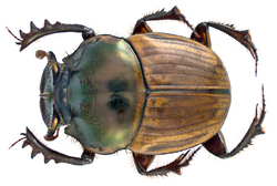 Onthophagus bonasus Fabricius, 1775 male (13314151234).png