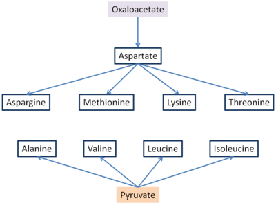 Oxaloacetate and pyruvate aminoacid synthesis