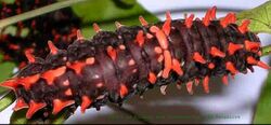 Pachliopta hector larva sec.jpg