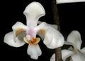 Phalaenopsis celebensis Orchi 205-1.jpg