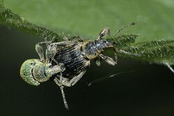 Phyllobius.pomaceus.jpg