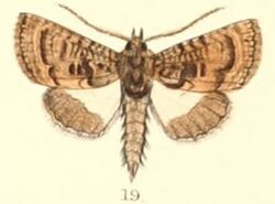 Pl.5-19-Catephia dentifera (Moore, 1882) (Zarima).JPG