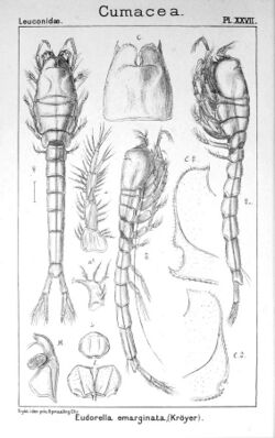 Pl. XXVII. Eudorella emarginata.jpg