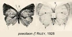 PoecilaonRiley1928OD.jpg