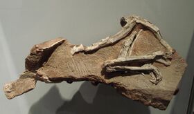 Procompsognathus triassicus.JPG