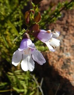 Prostanthera eurybioides.jpg