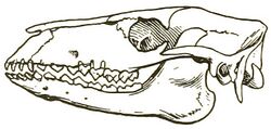 Protylopus petersoni skull 2.jpg