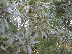 Quercus Gentryi.jpg