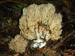 Ramaria acrisiccescens 25344.jpg