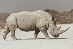 Rhino (234581759).jpeg